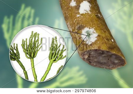 Colony Of Penicillium Mold On The Surface Of Smoked Sausage And Closeup View Of Penicillium Fungus, 