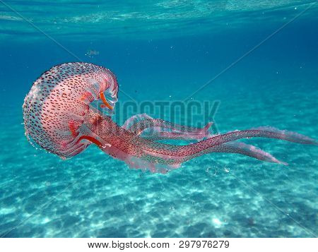 Portrait Of Pelagia Noctiluca Jellyfish In The Mediterranean Sea Of Elba Island, Tuscany, Italy