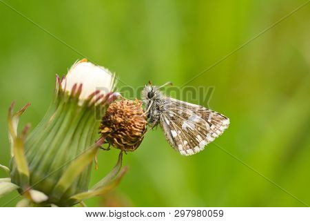 Grizzled Skipper Butterfly (pyrgus Malvae). Little Black Butterfly In Grass