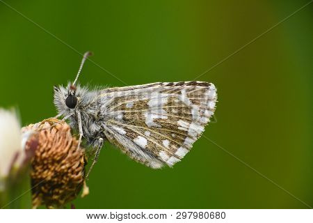 Grizzled Skipper Butterfly (pyrgus Malvae). Little Black Butterfly In Grass