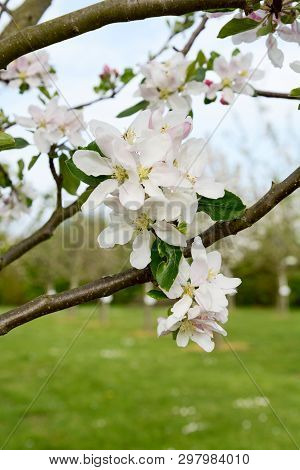 Cluster Of White Springtime Blossom And Green Leaves On A Red Falstaff Apple Tree - Copy Space