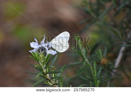 Beautiful White Butterfly On Flower. The Wood White Butterfly, Leptidea Sinapis