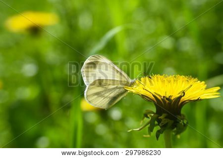 Beautiful White Butterfly On Flower. The Wood White Butterfly, Leptidea Sinapis