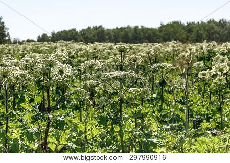Many Of Sosnowskis Hogweed Flowers On Summer Field