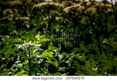 Small Plant Cow Parsnip In The Field On The Background Of Large Plants. Sosnowskis Hogweed