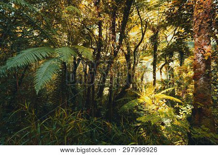 Ferns In Tropical Forest, Grand étang, Saint-benoit,reunion Island