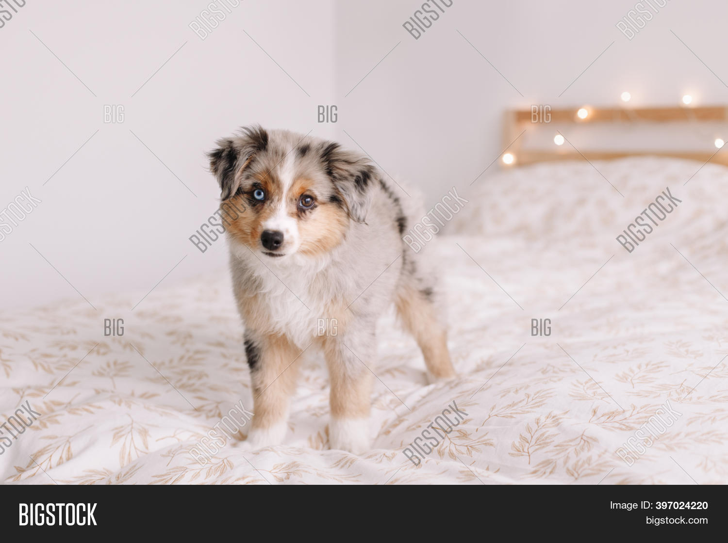 smallest australian shepherd