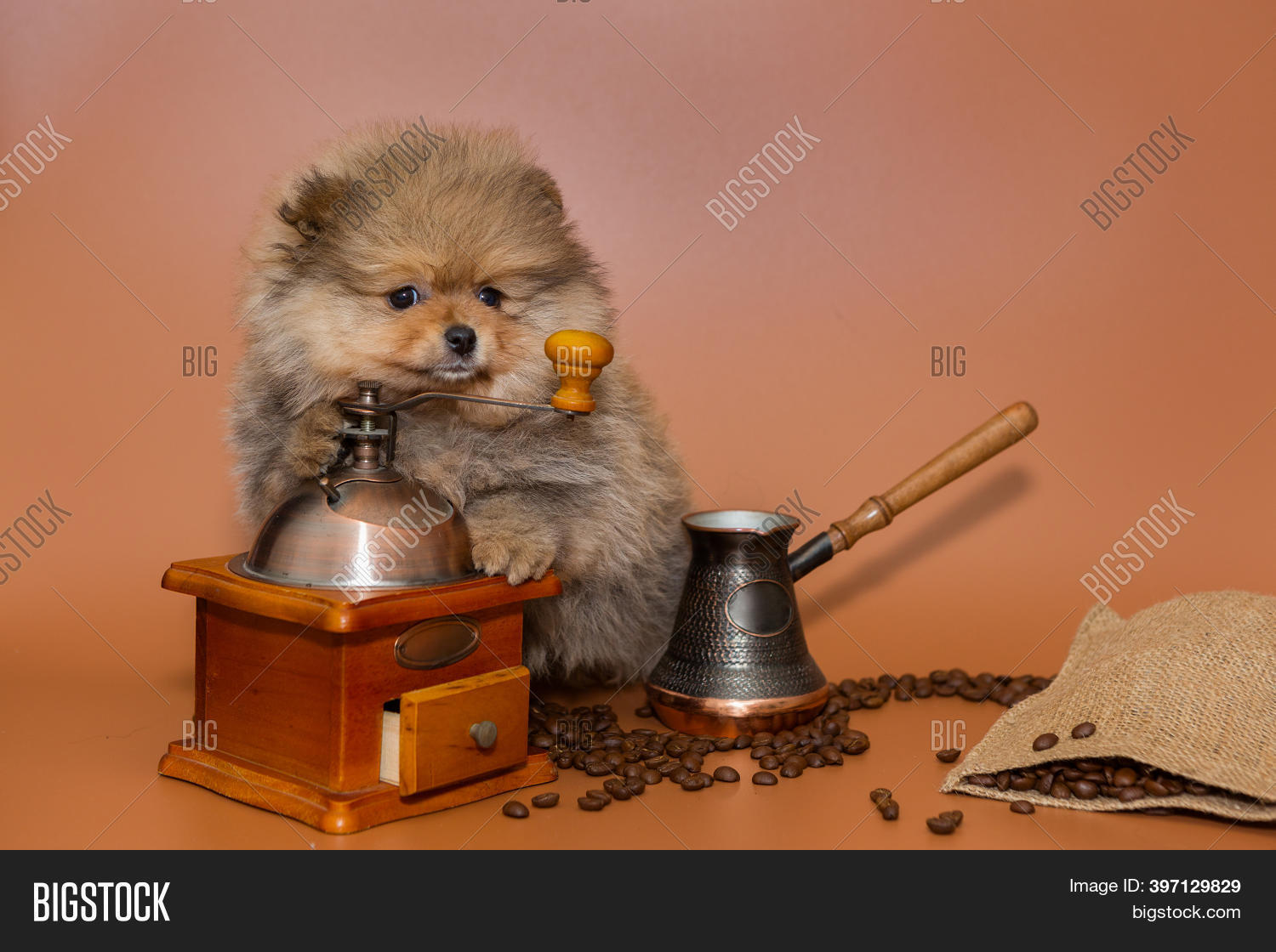 pomeranian accessories