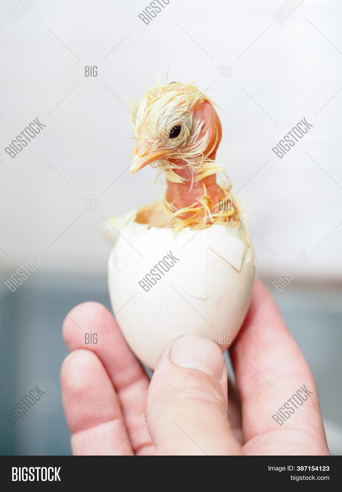 Newborn Chick Born Egg Image & Photo (Free Trial) Bigstock