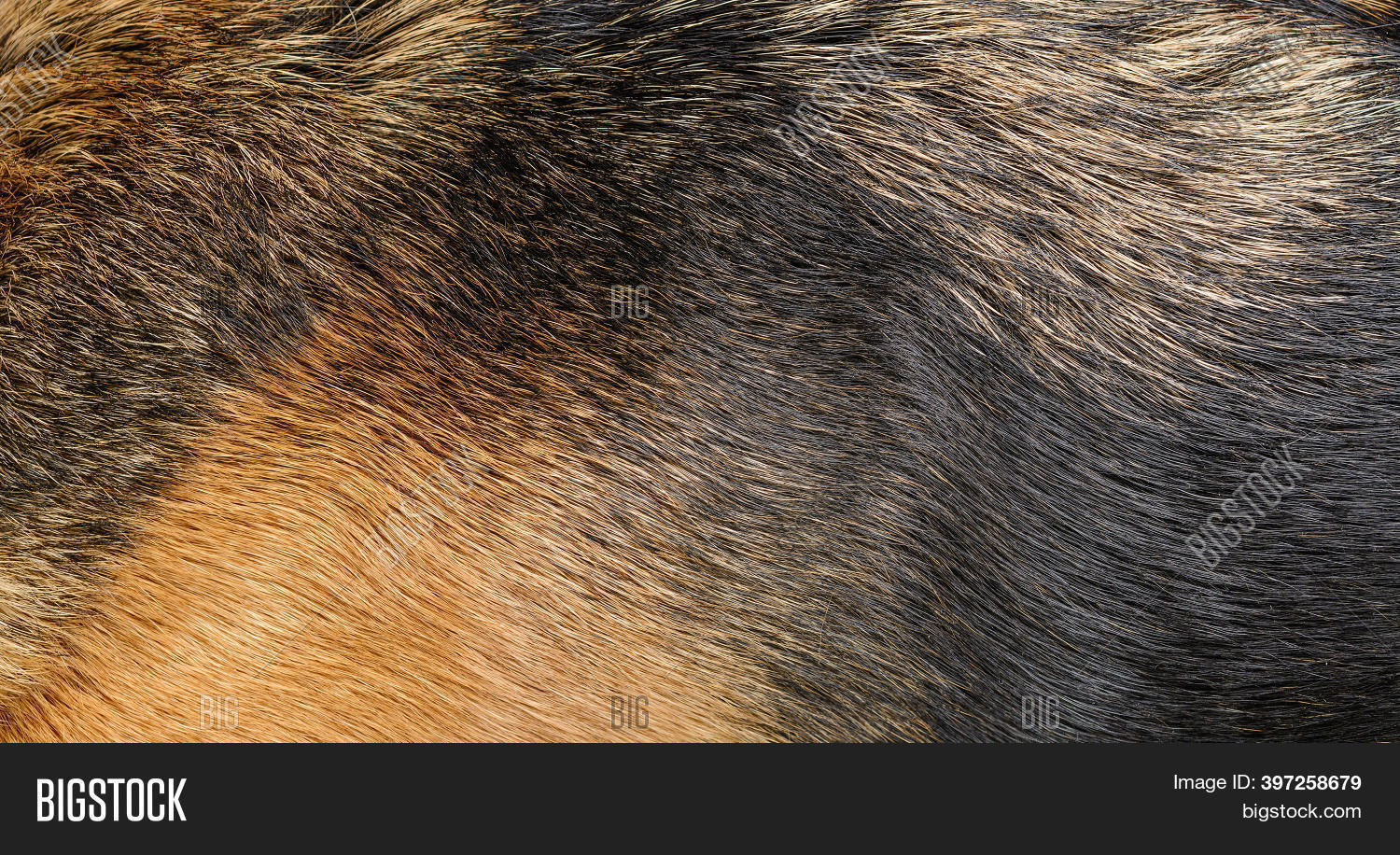 Dog Fur Texture. Image & Photo (Free Trial) Bigstock