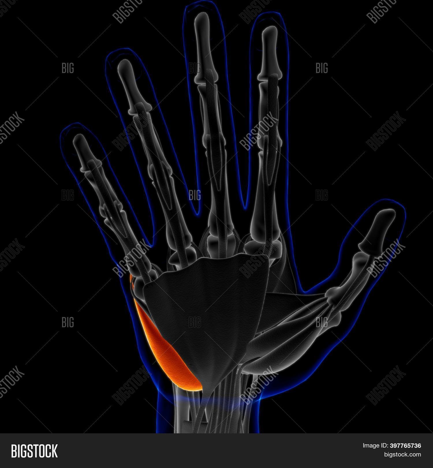 Abductor Digiti Quinti Image & Photo (Free Trial) | Bigstock