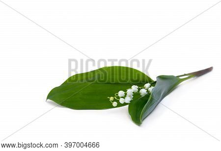 White Flowers With Green Leaves, Lily Of The Valley ( Convallaria Majalis, May Bells, May-lily ) On 