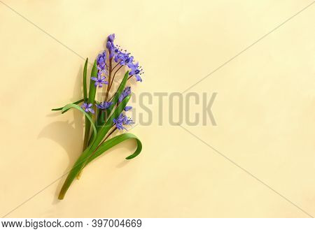 Beautiful Blue Flowers Snowdrops Scilla Bifolia ( Alpine Squill, Two-leaf Squill ) On A Yellow Golde