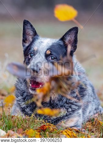 Dog Is Playing In Yellow Orange Leaves. Grey Family Friend Dog  Is Rolling In Colorful Leaves In The