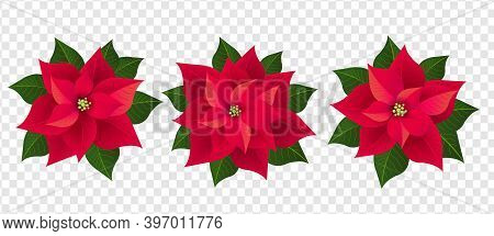 Red Poinsettia Set Isolated Transparent Background With Gradient Mesh, Vector Illustration..