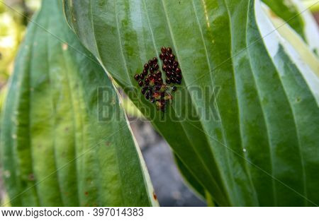 Zucchini Bugs Layed Their Eggs On The Back Side Of A Nearby Hosta Plant. The Tiny Insects Are Seen H