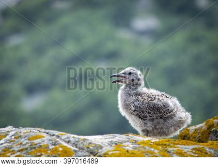 Baby Seagull At Saltee Islands, Ireland, With Blurred Background And Copy Space.