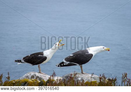 Two Black Seagulls At Saltee Islands, Wexford, Ireland.