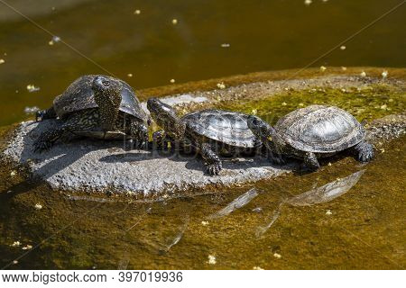 Small Green Turtles With Carapace On A Stone In The Park In The River During The Day