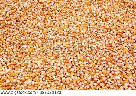 Close Up Yellow Corn Seed On Ground