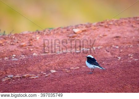 Pied Wheatear Or Oenanthe Pleschanka In Natural Habitat.