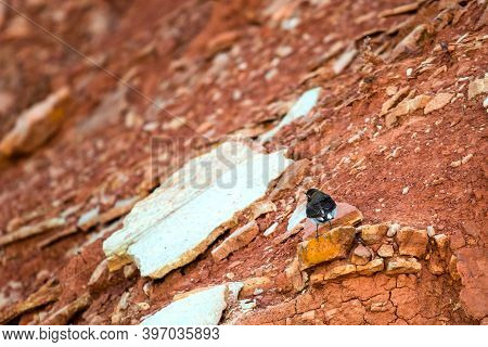 Pied Wheatear Or Oenanthe Pleschanka In Natural Habitat.
