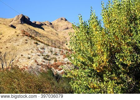 Cottonwood Tree Leaves Changing Colors During Autumn On A Creekbed At A Riparian Woodland With Barre