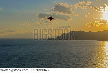 Seagull Against The Sunset Sky. Surroundings Of The Resort Town Of Sudak, Crimea. View From Cape Alc