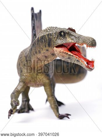 Spinosaurus Toy Stands Isolated On White Background.  Spinosaurid Dinosaur That Lived In What Now Is