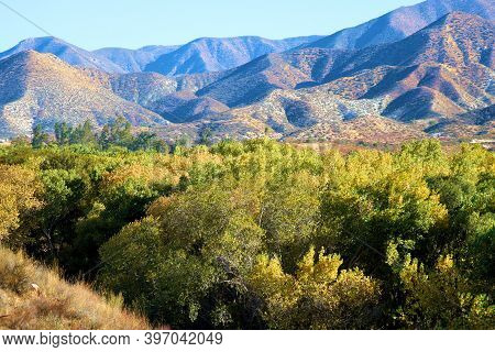 Cottonwood Trees Changing Colors During Autumn At A Riparian Woodland Besides The Santa Clara River 