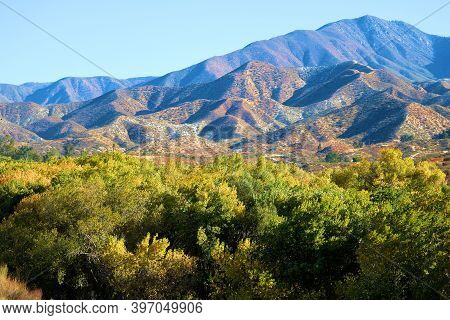 Cottonwood Trees Changing Colors During Autumn On A Creekbed At A Riparian Woodland With Rugged Moun