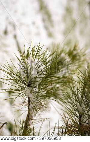 First Snow On A Small Cedar, Cedar Pine, Natural Background