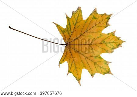 Colorful Autumn Maple Leaf Isolated On White Background