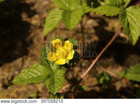 Ripe Duchesnea Indica Berries, Sometimes Called Roseberry, Indian Strawberry, Or Fake Roseberry. Loo