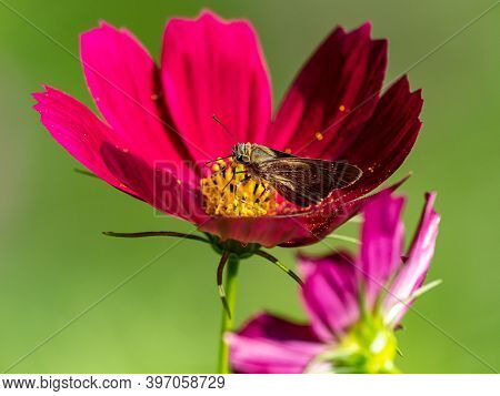 Common Straight Swift, Parnara Guttata, Feeds From Flowers In A Garden In Sagamihara, Japan.
