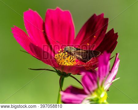 Common Straight Swift, Parnara Guttata, Feeds From Flowers In A Garden In Sagamihara, Japan.