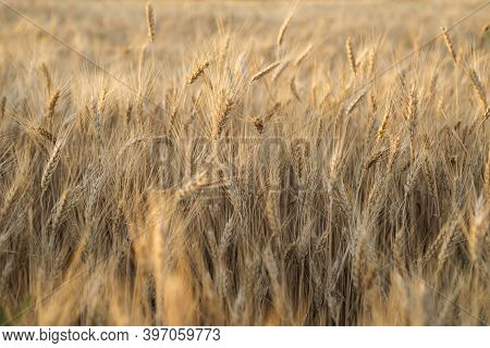 Golden Wheat Field At Sunrise. Wheet Field