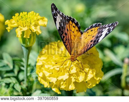 A Tropical, Or Indian, Fritillary Butterfly, Argynnis Hyperbius, Feeding From Flowers In A Park In S