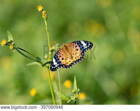 A Tropical, Or Indian, Fritillary Butterfly, Argynnis Hyperbius, Feeding From Flowers In A Park In S