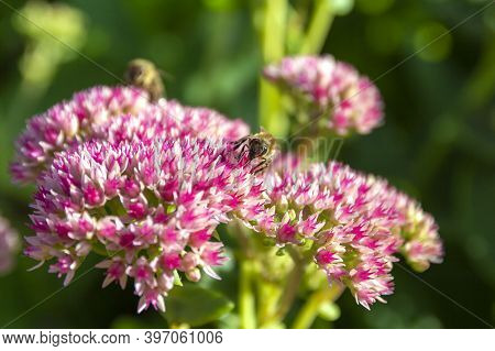 Closeup Of A Bee Enjoying The The Star-shaped Pink Flowers - Fette Henne .
