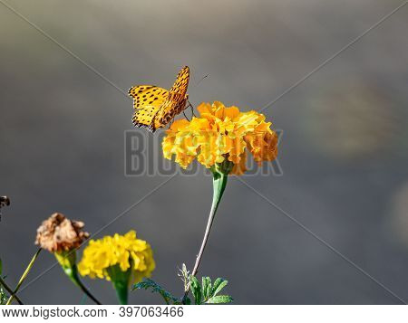 A Tropical, Or Indian, Fritillary Butterfly, Argynnis Hyperbius, Feeds From A Golden Cosmos Flower I