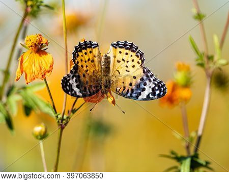 A Tropical, Or Indian, Fritillary Butterfly, Argynnis Hyperbius, Feeds From A Golden Cosmos Flower I