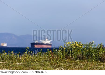 Yellow Flowers (chrysanthemum Coronarium) Grow Against The Backdrop Of The Sea And Ships In A Spring