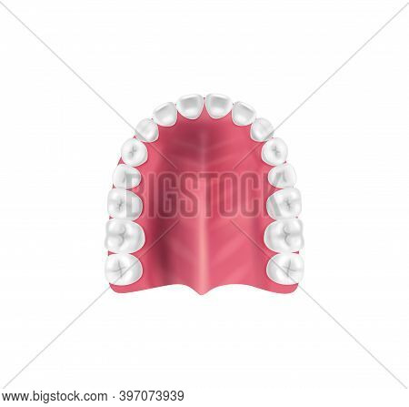 Realistic Tooth Anatomy Composition With Top View Of Lower Jaw Bone With Teeth Vector Illustration