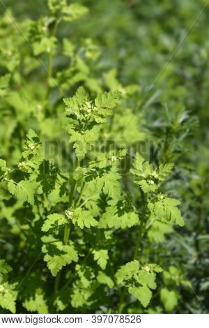 Golden Feverfew Flower Buds - Latin Name - Tanacetum Parthenium Aureum (chrysantemum Parthenium Aure