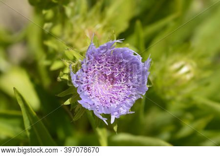 Stokes Aster Flower - Latin Name - Stokesia Laevis