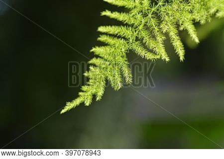 Common Asparagus Fern - Latin Name - Asparagus Setaceus