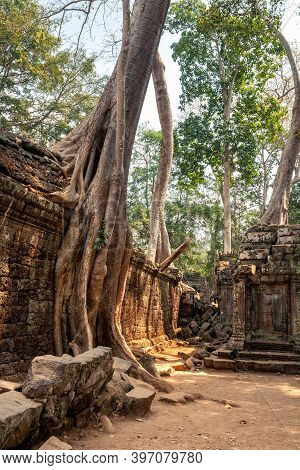 Roots Of The Tetrameles Nudiflora Tree Growing On The Ruins Of The Ta Prohm Temple In Angkor, Cambod