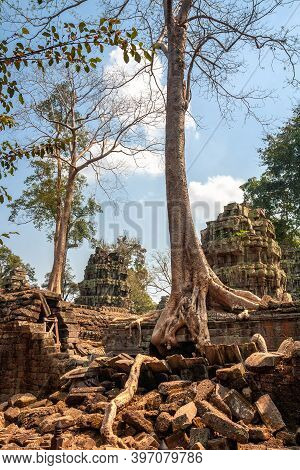 Trees Growing On The Ruins Of The Ta Prohm Temple In Angkor, Cambodia