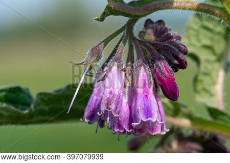 Common Comfrey (symphytum Officinale)